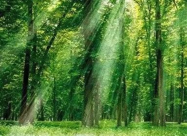  像樹(shù)一樣成長(zhǎng)——重慶市天府中學(xué)“樹(shù)本文化”建設(shè)之理念篇